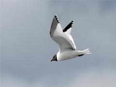 156 ILE DE HOEDIC_000009